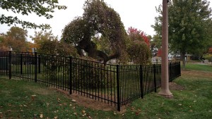 Culver Tree Fence